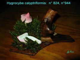 Hygrocybe calyptriformis