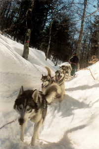 Chiens de tra&icirc;neau 6