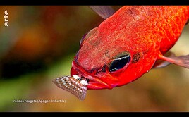 Roi des rougets (Apogon imberbis) / Mediterranean cardinalfish