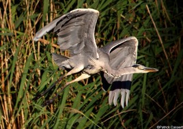 Héron qui s’envole