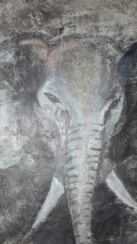 Éléphant gris