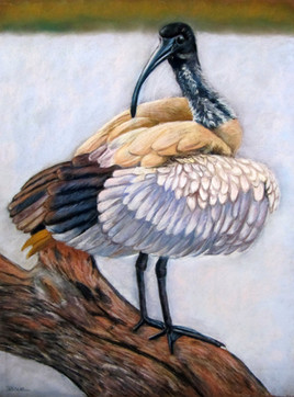 Ibis australien