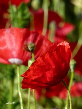 Fleur de coquelicot