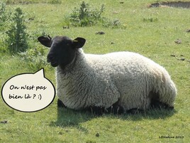 le mouton en vacances :)