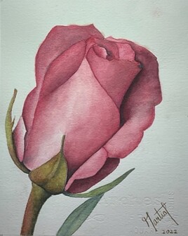 rose aquarelle