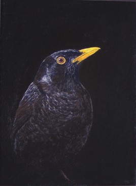 merle noir blackbird