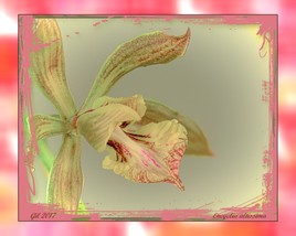 Encyclia altissima - Orchidée