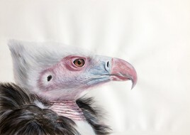 Vautour à tête blanche