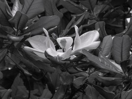 un magnolia