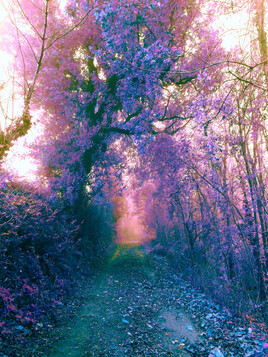 La forêt et ses mystères ...