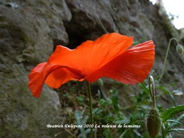 Coquelicot dans le vent