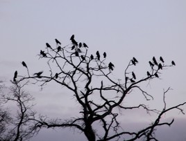 &iexcl; No pasar&aacute;n !