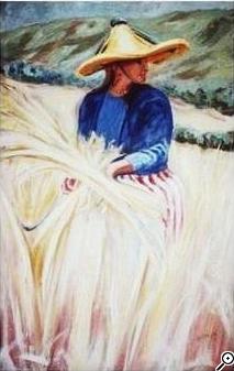 moissonneurse du rif 