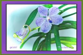 Vanda Valse Bleue - Orchidée