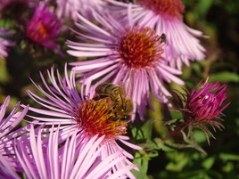 la nature en couleur
