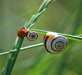 DANS LE SILENCE.....