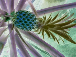 Fruit