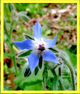 Bourrache officinale (Borago officinalis) / Photo The Starflower