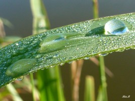 Gouttes d'eau