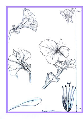Pétunia / Scientific drawing : a petunia flower