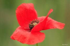 Coquelicot