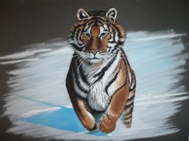 Tigre courant dans la neige