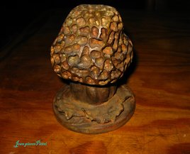 Morchella esculenta