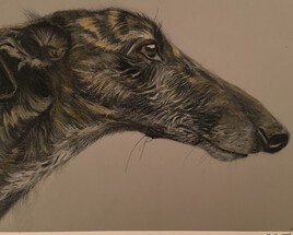 Lévrier au pastel sec