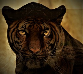 Tigre Panthère noire