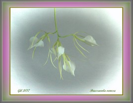 Brassavola venosa - Orchidée