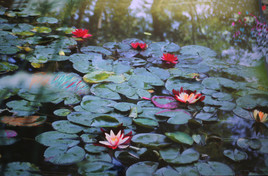 Monet's garden -1
