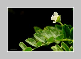 Petite fleur sauvage blanche