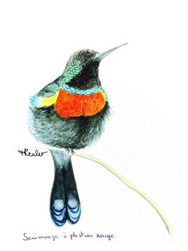 Souimanga à plastron rouge (Cinnyris afer) / Painting A Greater collared sunbird