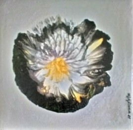 Les fleurs &eacute;closent &agrave; l'ombre