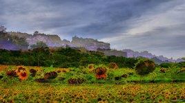 Saignon vu d'un tournesol