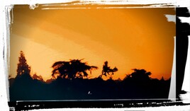 "Waking up, hearing the birds, seeing the sun"...