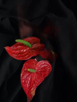 SYLLADE, MON ANTHURIUM ROUGE