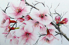 Cherry blossom Japon