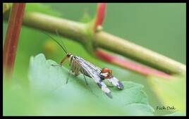 Panorpe ou mouche scorpion mâle