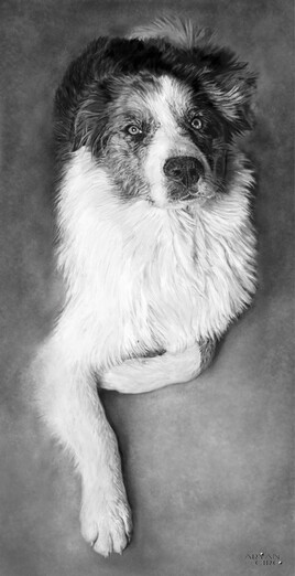 Border collie/patou du nom de Kiara...