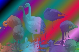 reves de flaments roses