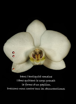 Phalaenopsis : l'Orchidée Papillon.