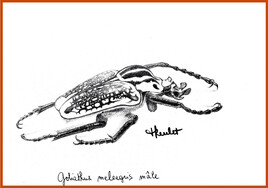 Scarabée mâle Goliathus orientalis (= meleagris) / Drawing A male beetle Goliath orientalis