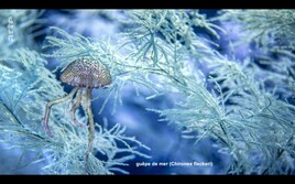 Guêpe de mer (Chironex fleckeri) / Australian box Kelly