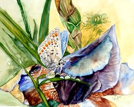 Iris et papillons
