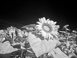 Sunflowers infrared