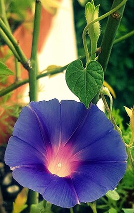 IPOMEE, GLOIRE DU MATIN