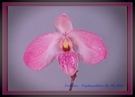 Orchidée - Paphiopedilum Ho Chi Minh