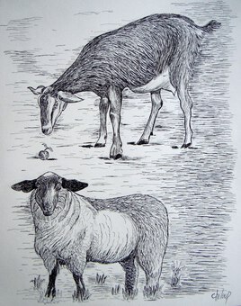 Chèvre et mouton