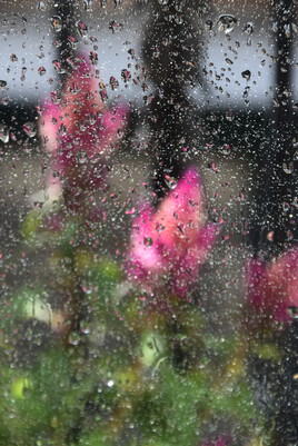 Série Flore en ville